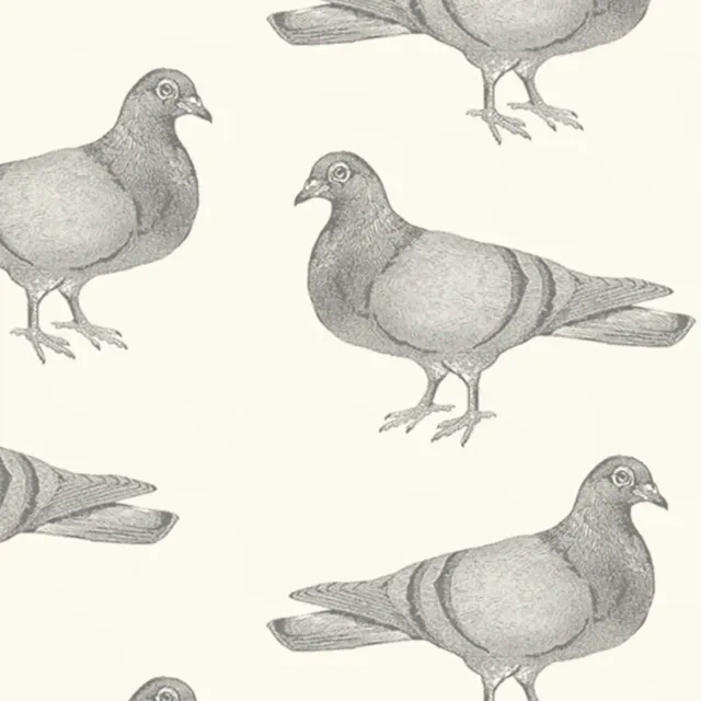 Thornback & Peel Pigeon tapetprøve grå 20x14 cm